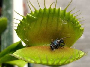 venus flytrap and the law of attraction